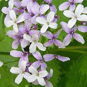 Lunaire vivace - Lunaria rediviva - Plantes