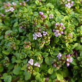 3 Menthes de Corse - Mentha requienii - Plantes