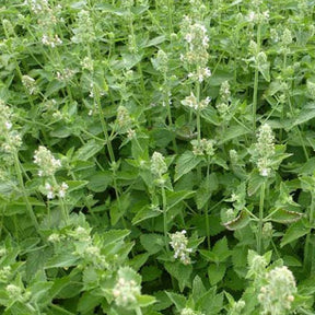 3 Nepetas à odeur de citron - Nepeta cataria citriodora - Plantes