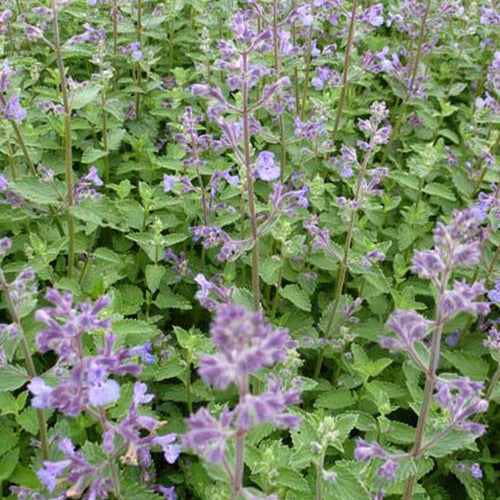 Nepeta Junior Walker - Nepeta novanepjun junior walker - Plantes