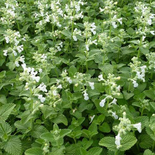 3 Nepetas Snowflake - Nepeta racemosa snowflake - Plantes