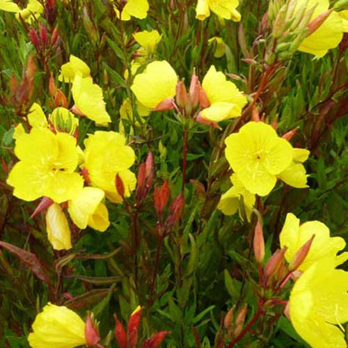 3 Œnothères glauques - Onagres - Oenothera fruticosa ssp glauca - Plantes