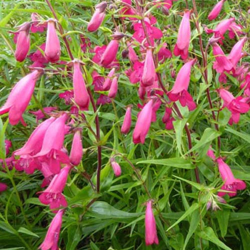 Galane Andenken an Friedrich Han - Penstemon - Penstemon andenken an friedrich hahn - Plantes