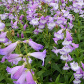 Galane Alice Hindley - Penstemon - Penstemon alice hindley - Plantes