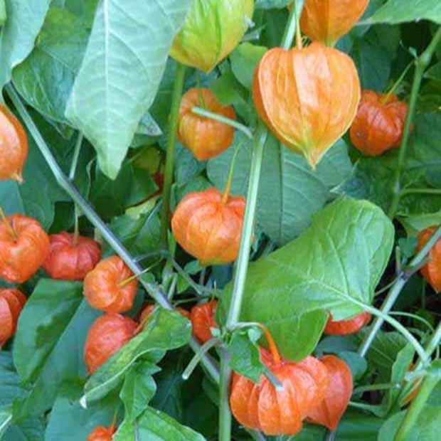 Physalis franchetti - Amour en cage - Physalis alkekengi var. franchetii - Plantes