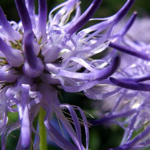 Raiponce de Scheuchzer -Phyteuma - Phyteuma scheuchzeri - Plantes