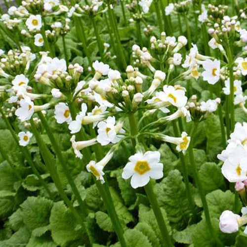 3 Primevère du Japon blanche - Primula japonica alba - Plantes