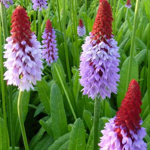 Primevère des marais - Primula vialii - Plantes