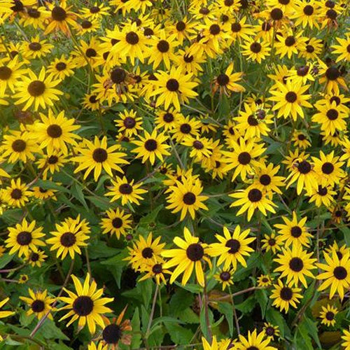 Rudbeckia Early Bird Gold - Rudbeckia fulgida dupontrf1 early bird gold - Plantes