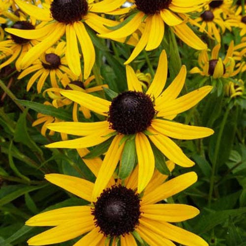 Rudbeckia Little Goldstar - Rudbeckia fulgida little goldstar - Plantes