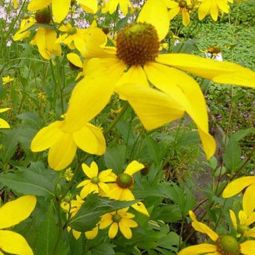 Rudbeckia Herbstsonne - Rudbeckia nitida herbstsonne - Plantes