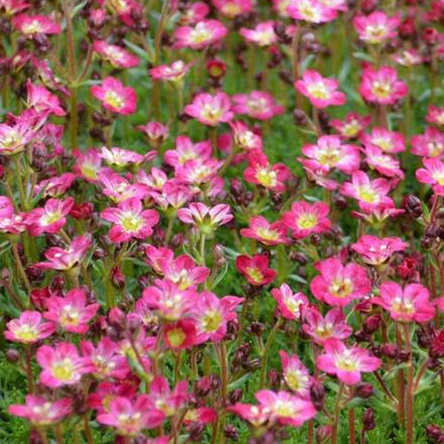 3 Saxifrages mousse Pixie - Saxifraga pixie - Plantes