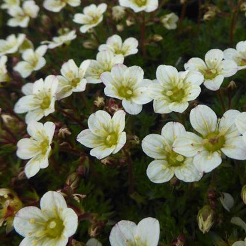 3 Saxifrages mousse Pixie White - Saxifraga white pixie - Plantes