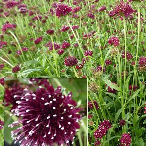 Scabieuse pourpre Chile Black - Scabiosa atropurpurea chile black - Plantes