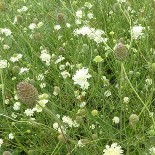 3 Scabieuse jaune - Scabiosa ochroleuca - Plantes