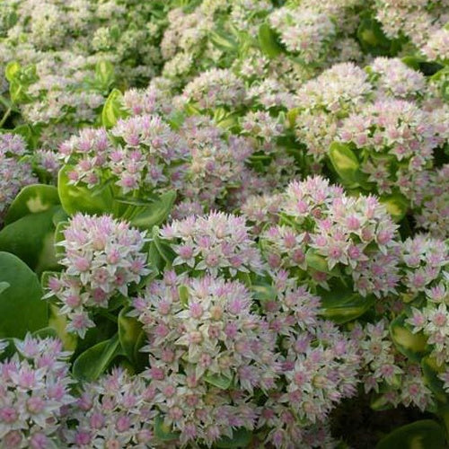 Sedum alboroseum Mediovariegatum - Sedum alboroseum mediovariegatum - Plantes