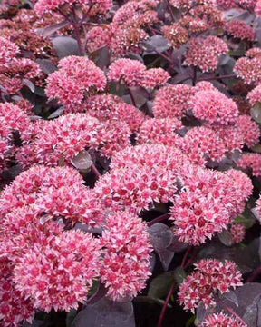 Sedum José Aubergine - Sedum josé aubergine - Plantes