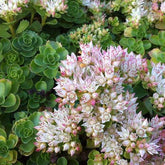 3 Sedum spurium Album - Willemse