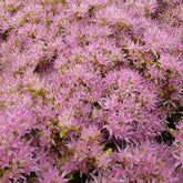 Sedum Carmen - Willemse