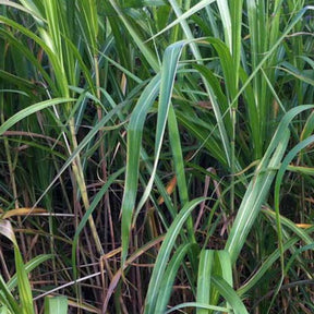 Eulalie gigantesque - Miscanthus giganteus (floridulus) - Plantes