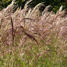 Eulalie Flamingo - Miscanthus sinensis flamingo - Plantes