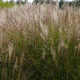 Eulalie Kleine Silberspinne - Miscanthus sinensis kleine silberspinne - Plantes