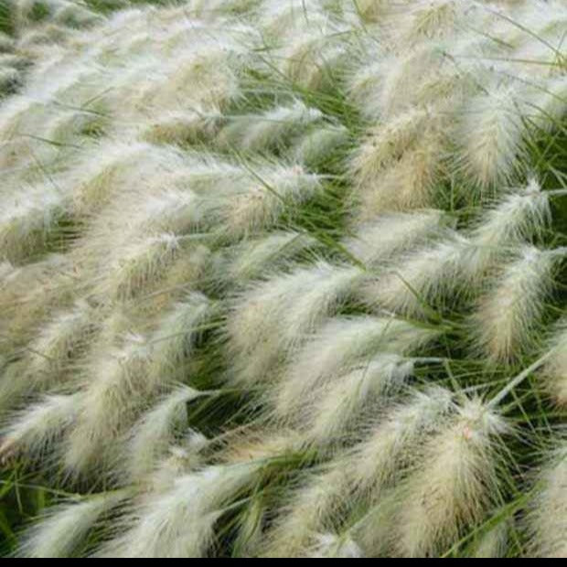 Herbe aux écouvillons hérissée - Pennisetum - Pennisetum villosum - Plantes