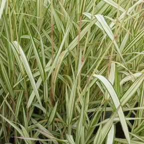 Phalaris Feesey -Baldingère faux roseau - Phalaris arundinacea feesey - Plantes