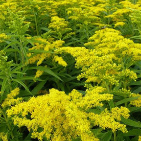 3 Solidago Golden Dwarf - Solidago golden dwarf - Plantes