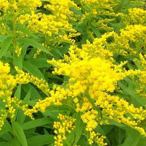 3 Solidago Strahlenkrone - Solidago strahlenkrone - Plantes