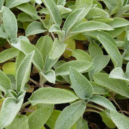 Oreille de Lapin Big Ears - Epiaire de byzance - Stachys byzantina big ears - Plantes