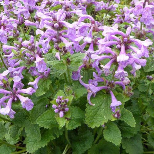 Epiaire à grandes fleurs Superba - Stachys grandiflora superba - Plantes