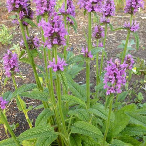 Epiaire Hummelo - Stachys monieri hummelo - Plantes