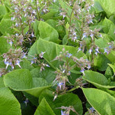 Bourrache du Caucase - Trachystemon orientalis - Plantes