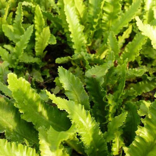 Fougère scolopendre à feuilles étroites - Langue de cerf - Asplenium scolopendrium angustatum - Plantes