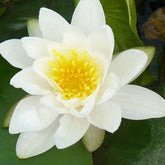 Nénuphar blanc - Nymphaea alba - Plantes