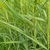 Roseau panaché - Phragmites australis variegatus - Plantes