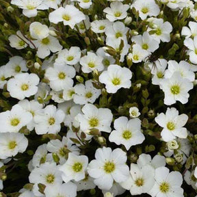 Sabline des Montagnes - Arenaria montana - Plantes