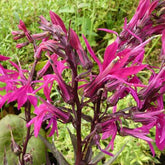 Lobelia Russian Princess - Lobelia speciosa russian princess - Plantes