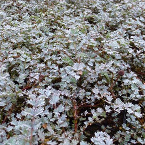 Lampourde Blue Haze - Acaena hybride blue haze - Plantes