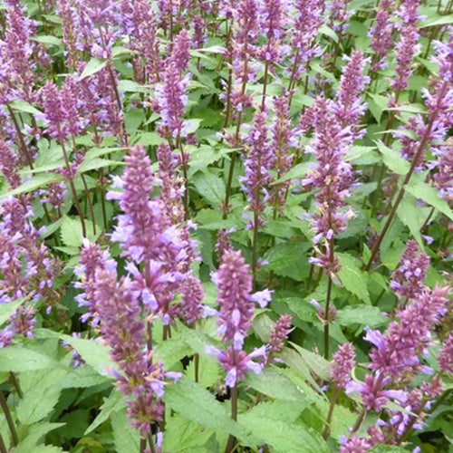 Agastache Purple Haze - Agastache purple haze - Plantes