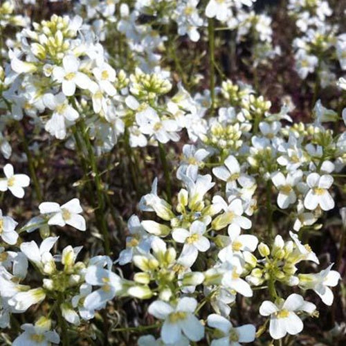 Arabette rampante Variegata - Willemse