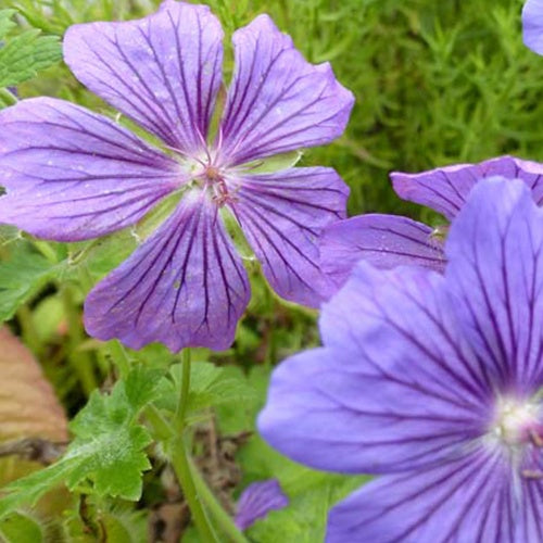 Géranium Blue Blood - Geranium blue blood - Plantes