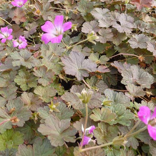 Géranium Dusky Crûg - Geranium dusky crûg - Plantes