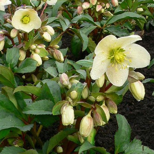 Hellébore hybride Candy Love Helleborus x nigercors Candy Love - Helleborus x ballardiae candy love - Plantes