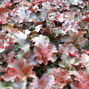 Heuchère Cappuccino - Heuchera cappuccino - Plantes