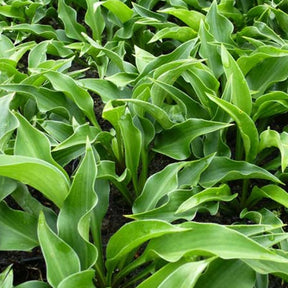 Hosta Harry Van Trier Funkia - Hosta harry van trier - Plantes