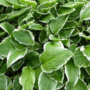 Hosta à feuilles ondulées Funkia undulata Marginata - Hosta undulata albomarginata - Plantes