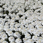 3 Thlaspi toujours vert Schneeflocke Corbeilles d'argents - Iberis sempervirens schneeflocke - Plantes