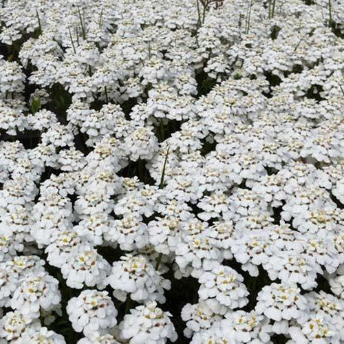 3 Thlaspi toujours vert Schneeflocke Corbeilles d'argents - Iberis sempervirens schneeflocke - Plantes